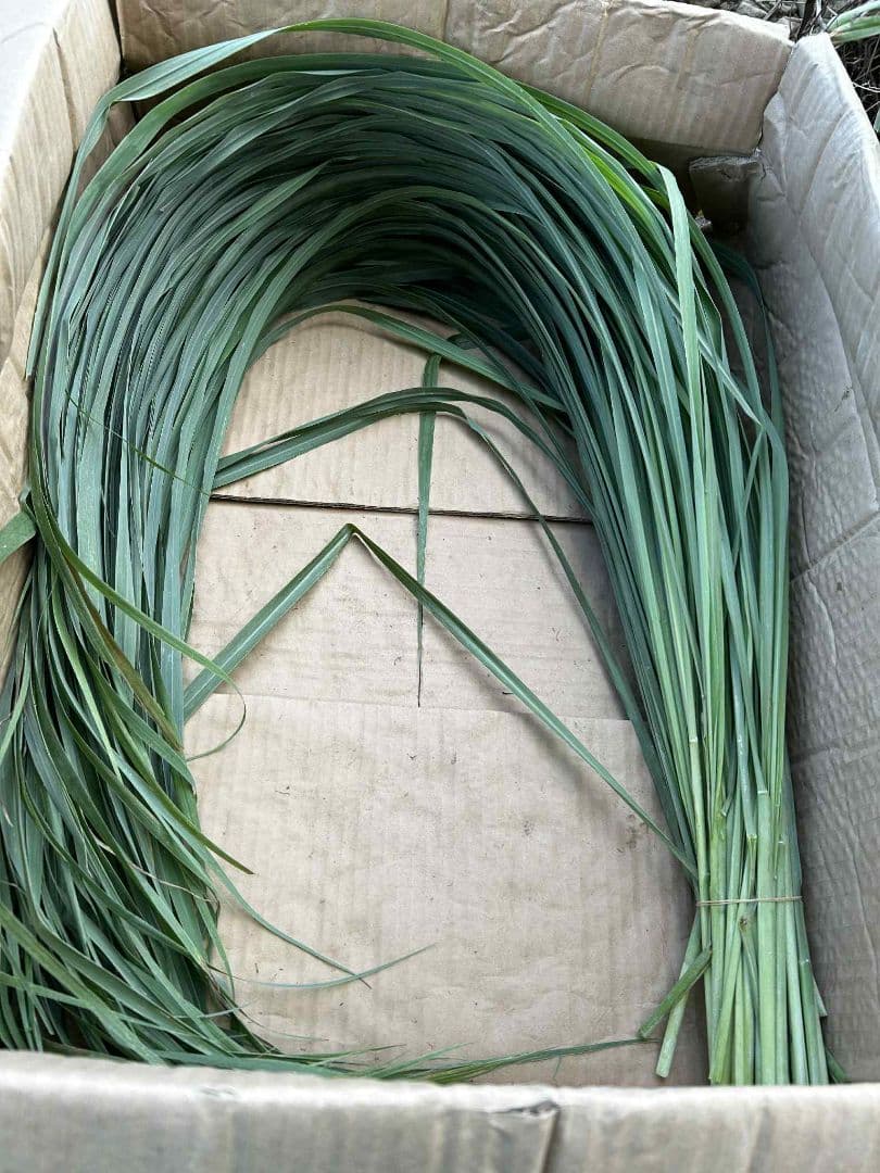 完全無農薬レモングラスの葉 10キログラムです。