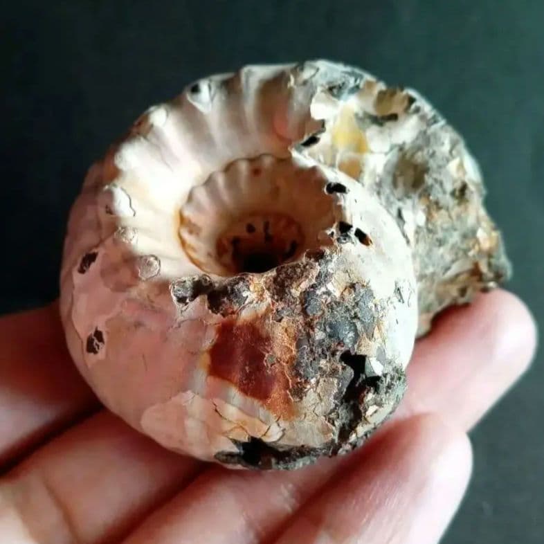 化石　標本　アンモナイト　極厚　希少種