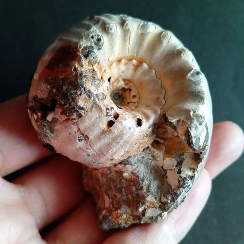 化石　標本　アンモナイト　極厚　希少種