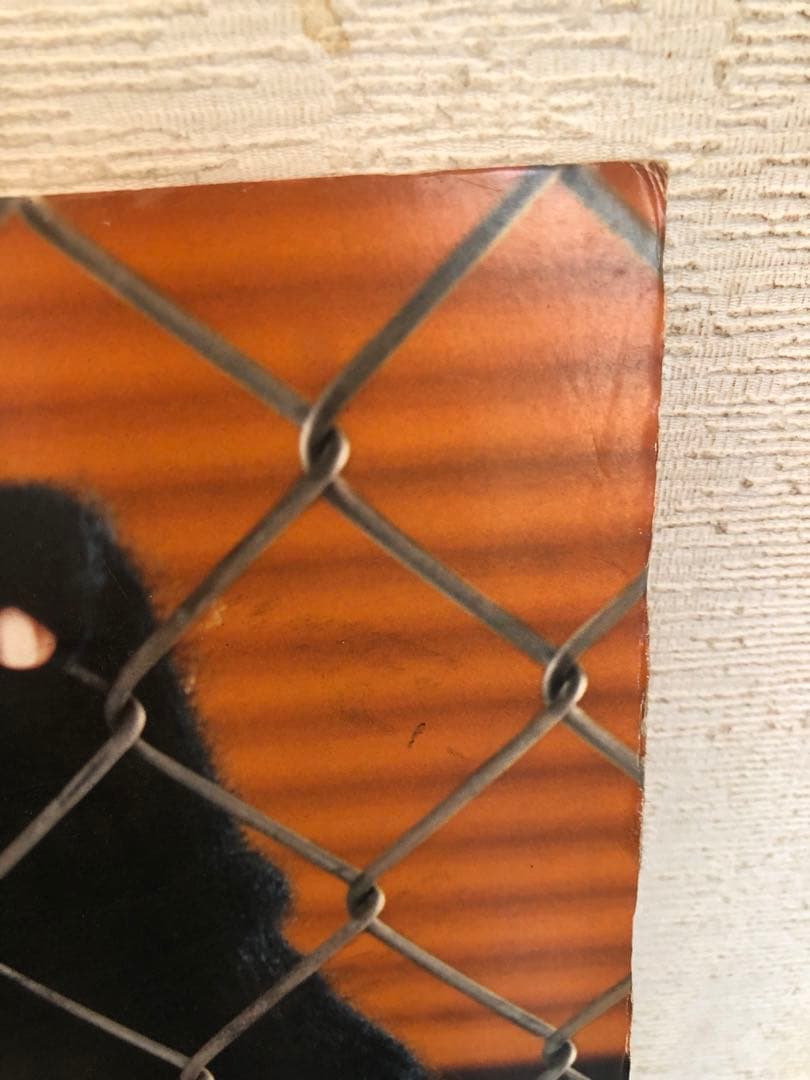 BoA 非売品　レア　パネル　スケッチャーズ skechers ②ボアちゃん近し