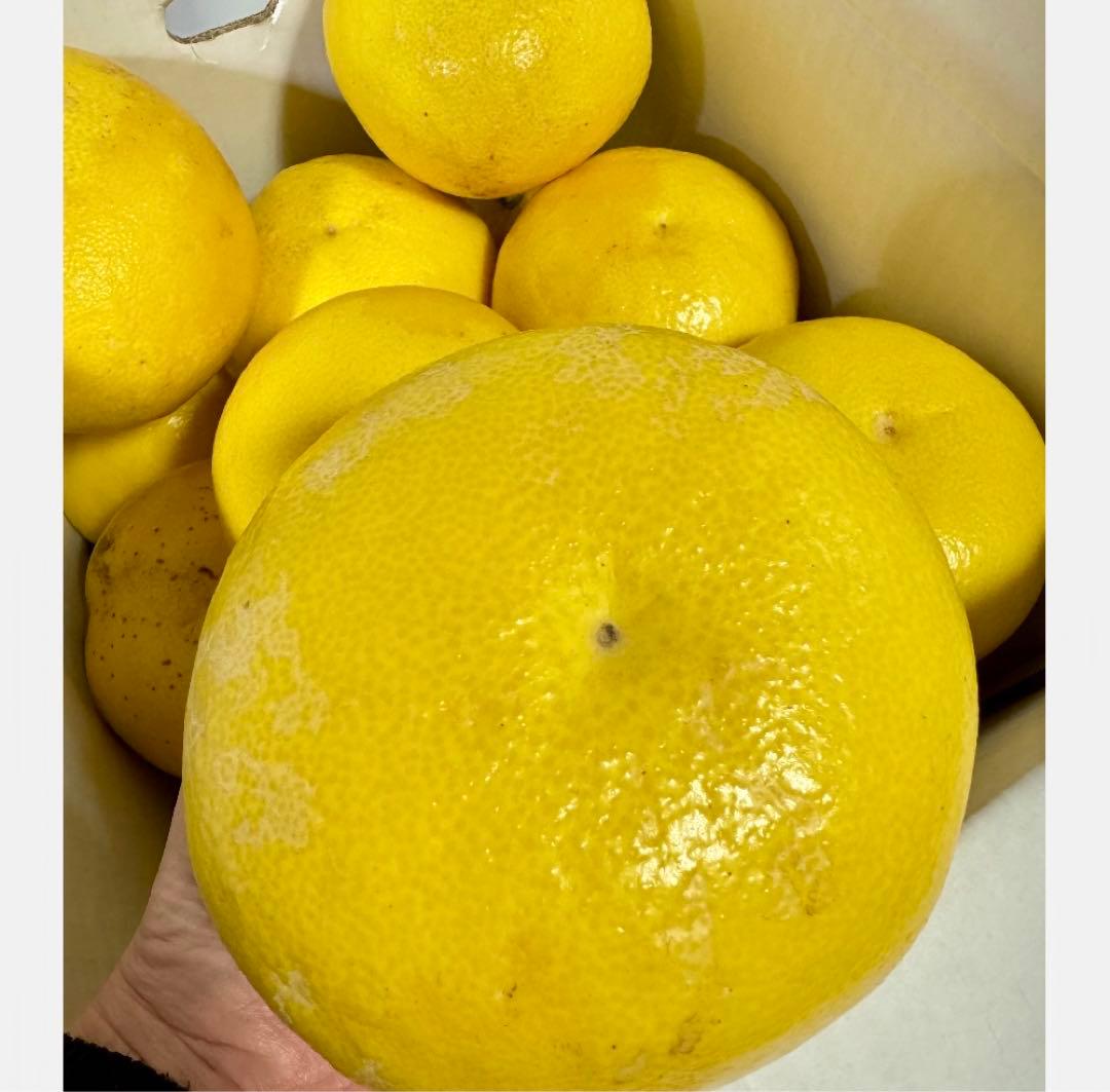 ㊶高知特産 露地栽培 土佐文旦 4L限定 文旦 約20kg 大玉 サイズ