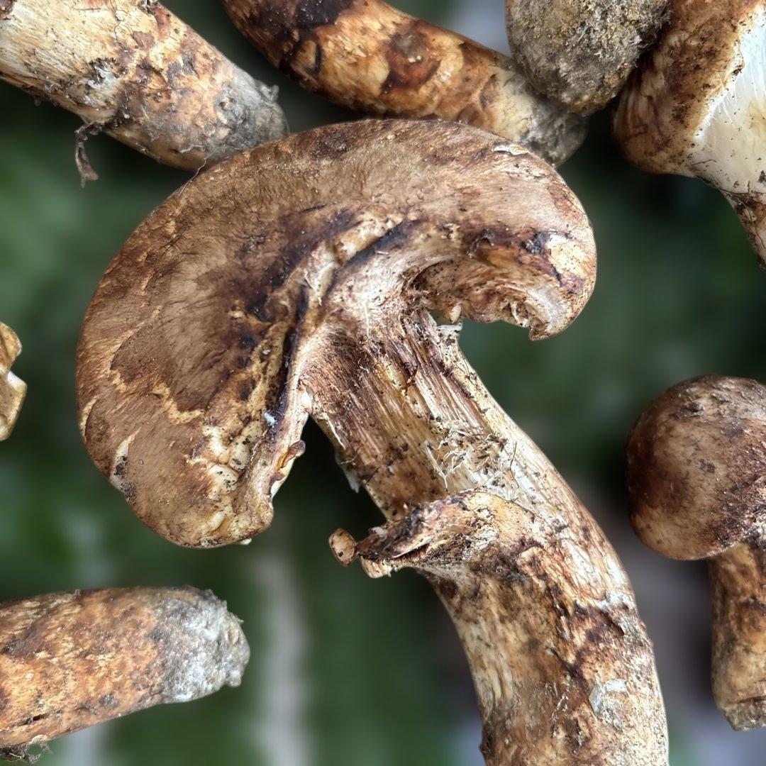 国産松茸‼️訳あり品