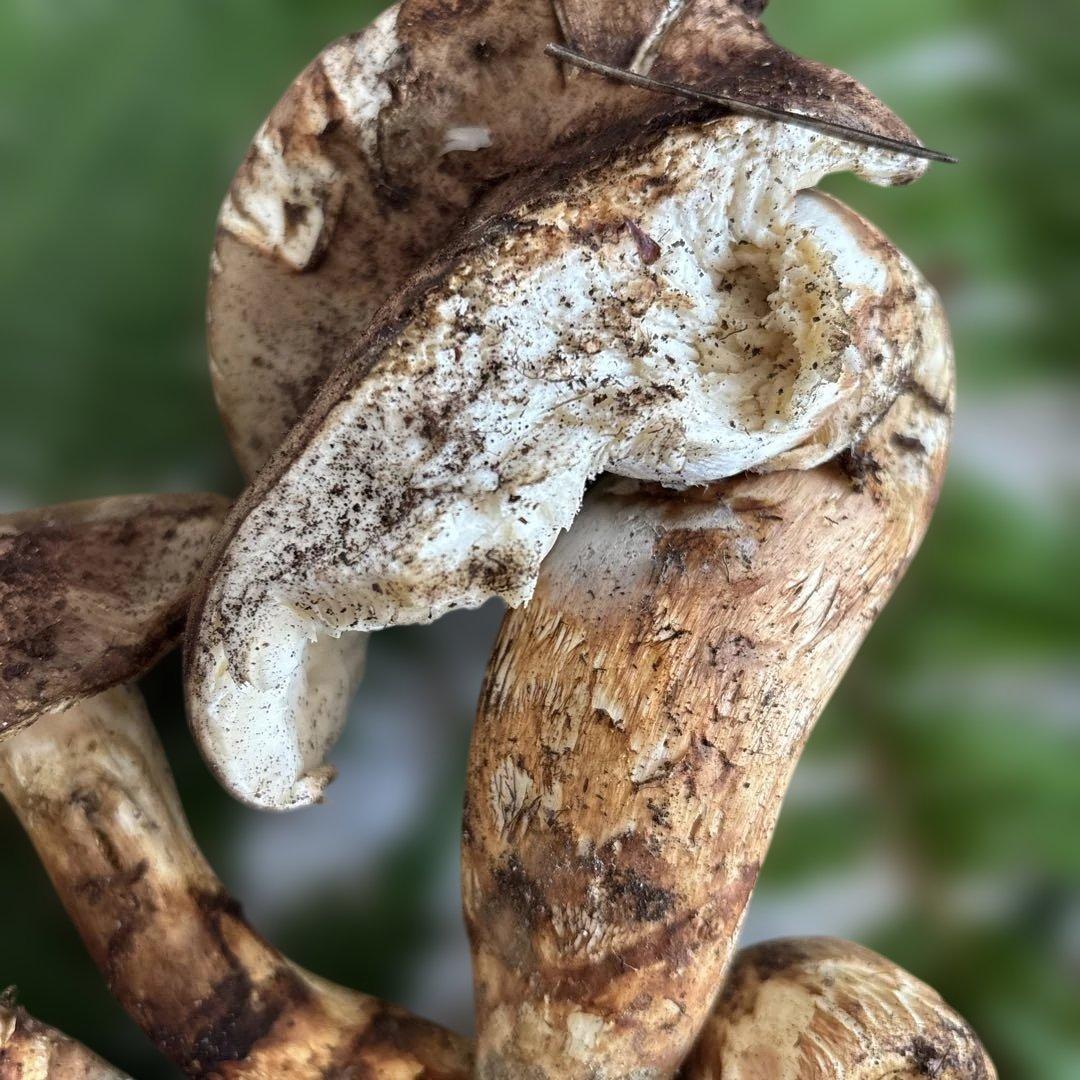 国産松茸‼️訳あり品