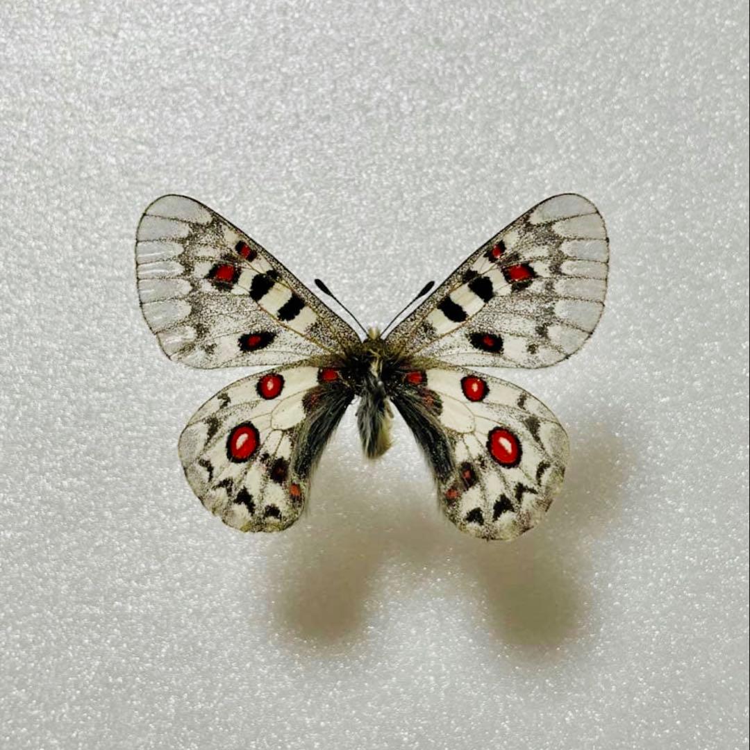 パルナシウス・ジャックエモンティー（オス、インド/ヒマチェル）