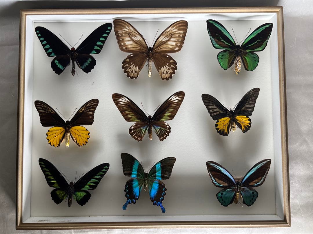 蝶標本木箱現状品のみ写真がご確認してくださいドイツケース約50x50x6cm