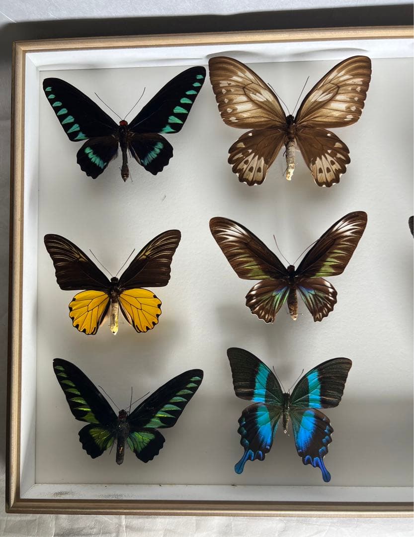 蝶標本木箱現状品のみ写真がご確認してくださいドイツケース約50x50x6cm