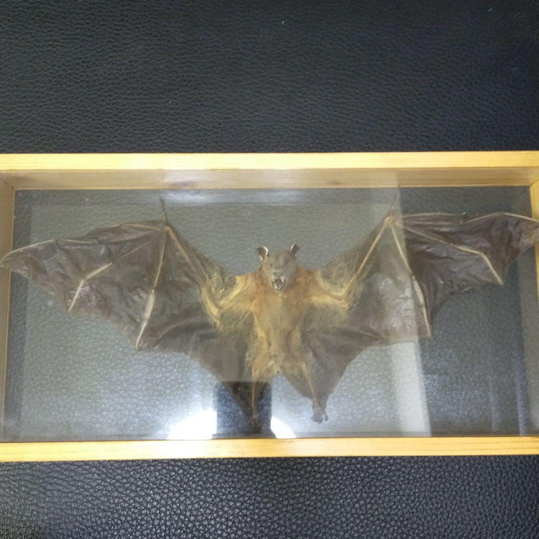 コウモリ 標本（タイ産）