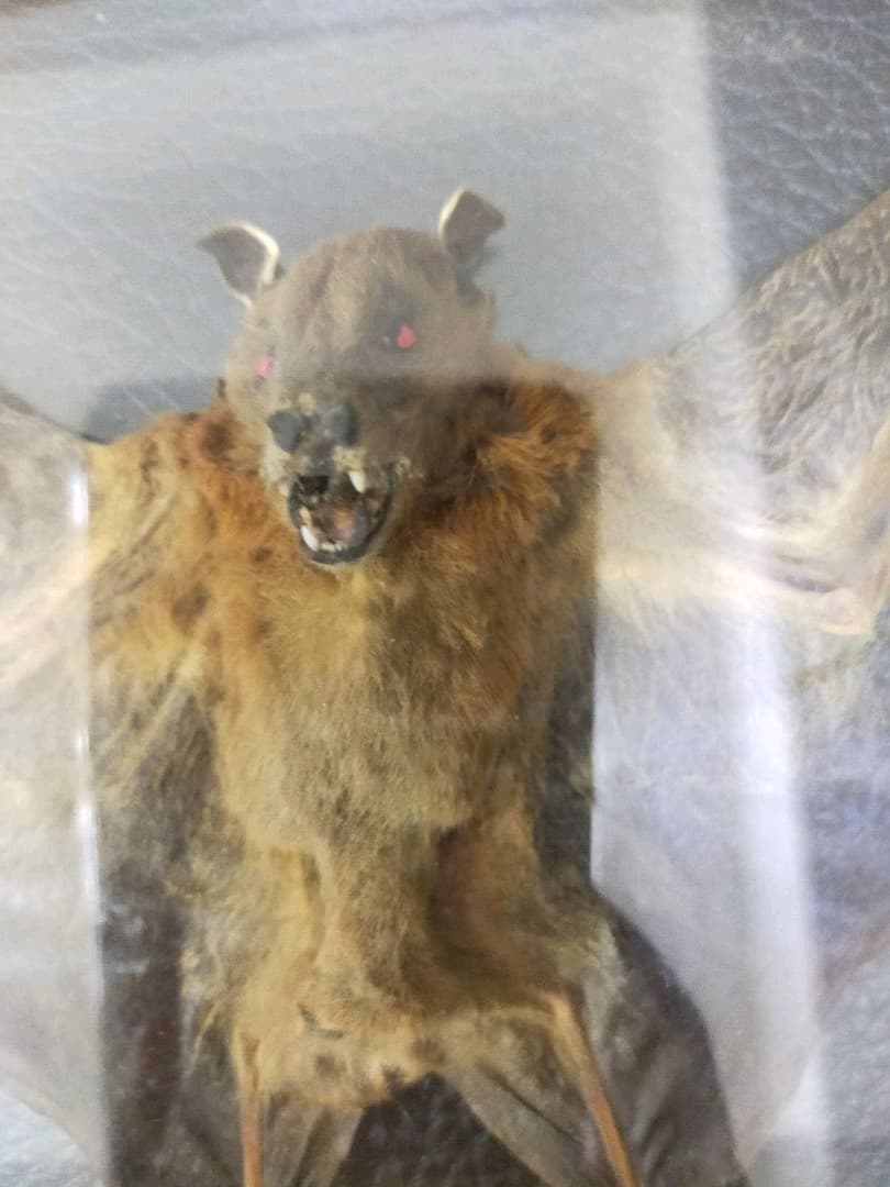 コウモリ 標本（タイ産）