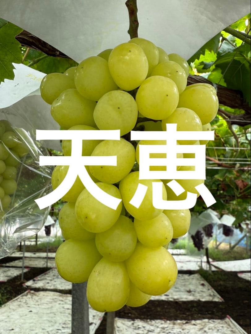 美和姫1房天恵1房500g〜600g