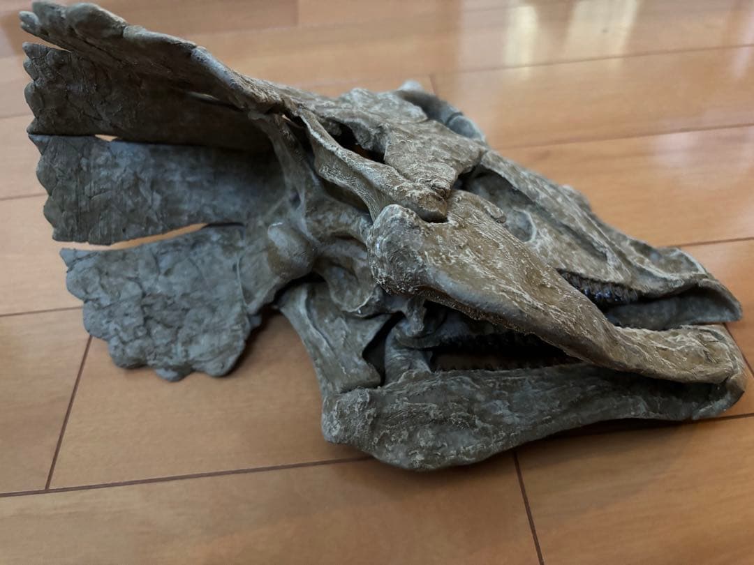 恐竜　化石　トリケラトプス 赤ちゃん　頭部 頭骨 レプリカ　一品のみ