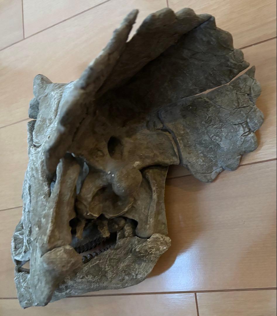 恐竜　化石　トリケラトプス 赤ちゃん　頭部 頭骨 レプリカ　一品のみ