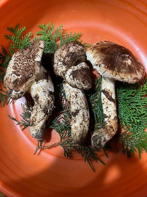 長野県産 松茸（訳あり・開き）