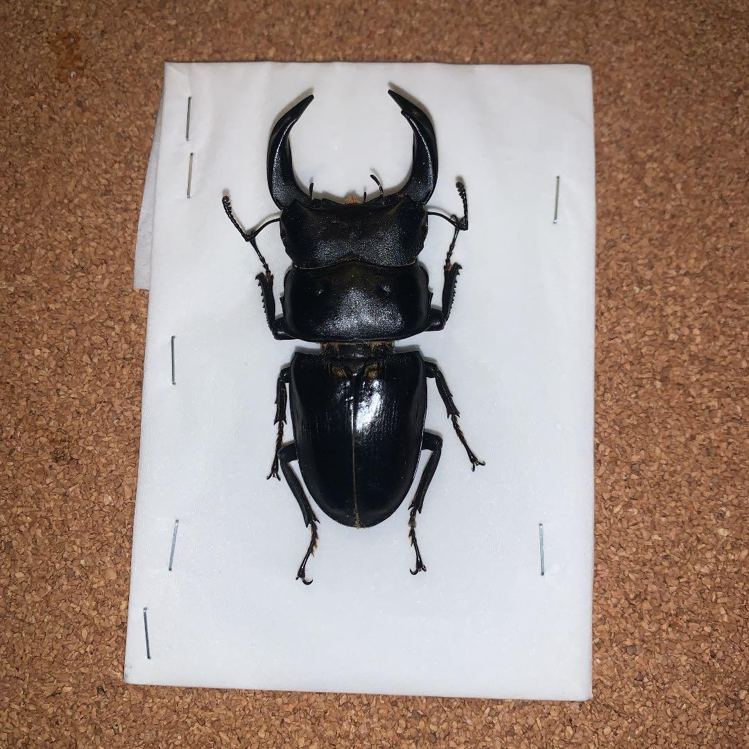 平成8年型　ホペイオオクワガタ飼育品78㍉