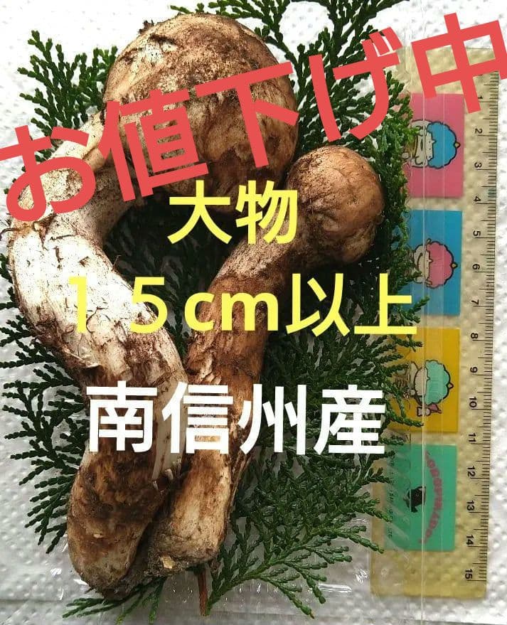 南信州産松茸約111g大物
