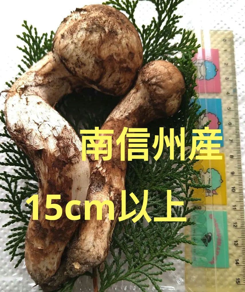 南信州産松茸約111g大物