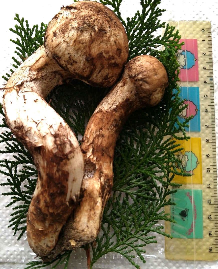 南信州産松茸約111g大物
