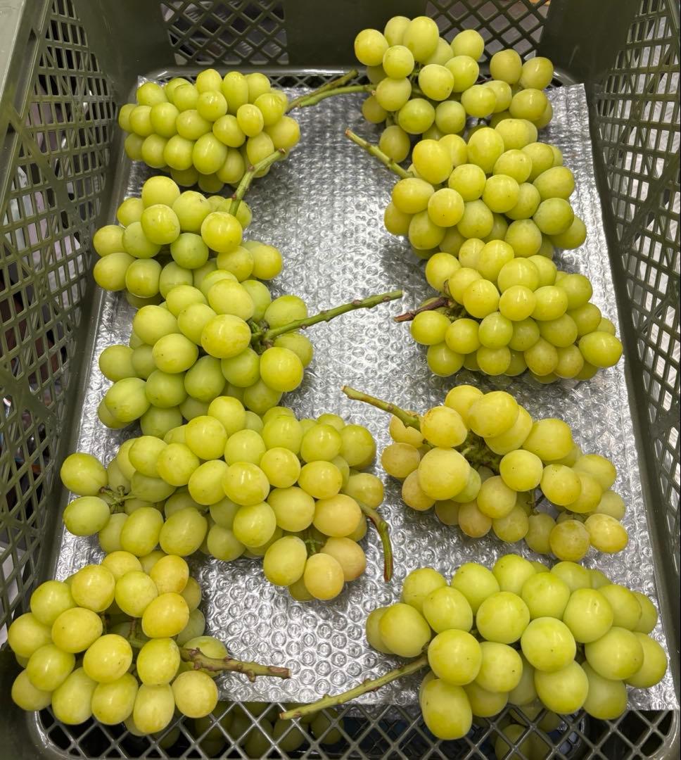 明日発送 クール便 黄色い房 5kg 限定1箱です