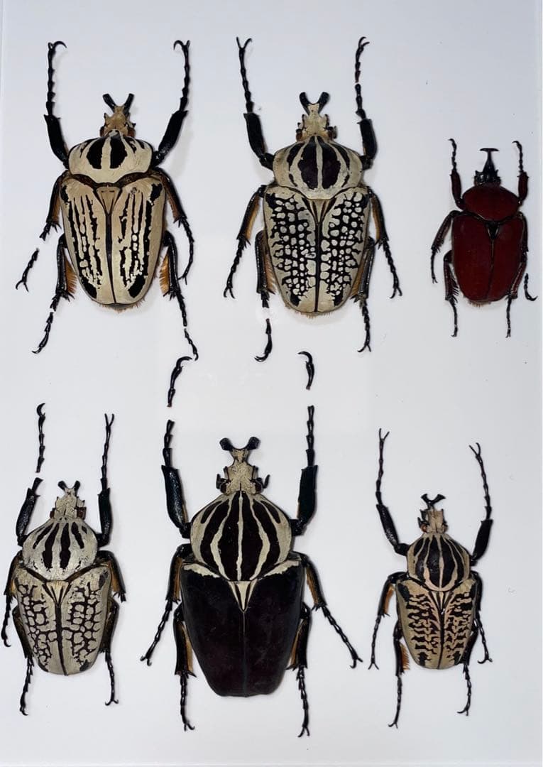 ゴライアス標本まとめ売り