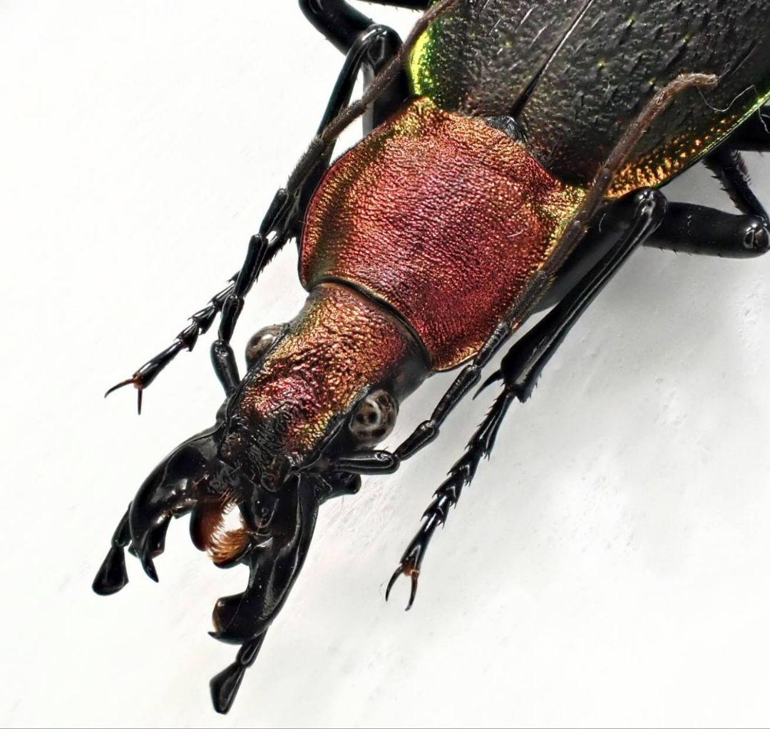 カブリモドキ　飼育交雑個体③