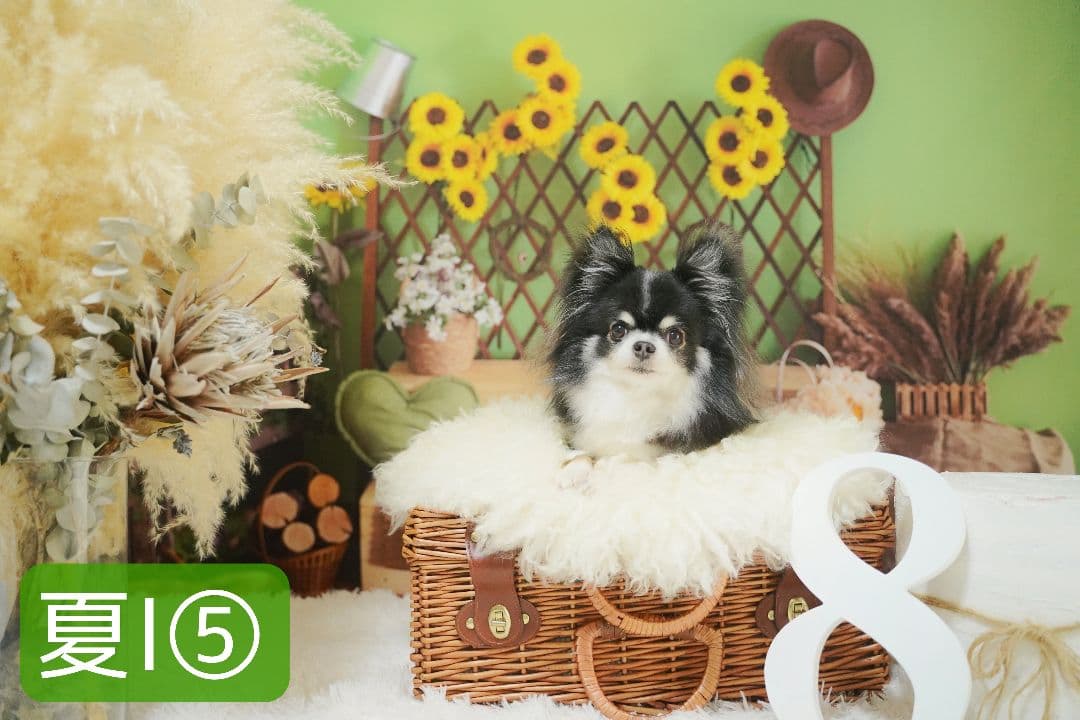 背景布【イースターCA】サンプル80×120cm　4月　ペット撮影用フォトブース