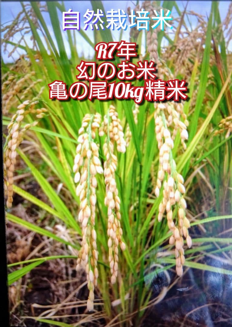 2 令和7年 自然栽培米 亀の尾10kg精米
