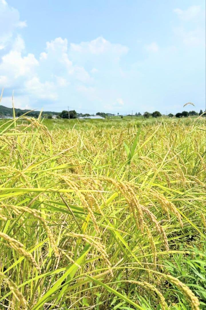 2 令和7年 自然栽培米 亀の尾10kg精米