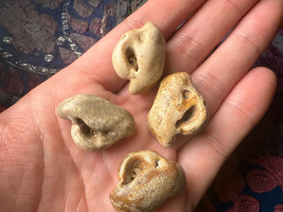 館山市　イルカの耳骨化石　布袋石