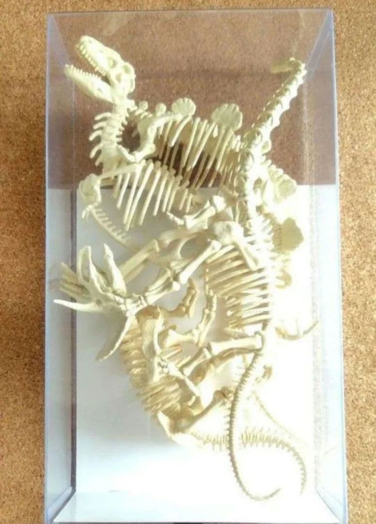 恐竜☆骨格モデル 4種セット コレクション フィギュア おもちゃ キッズ 博物館