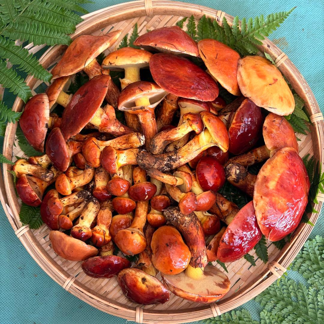 春‼️天然きのこ ハナイグチ2kg‼️クール便送料込