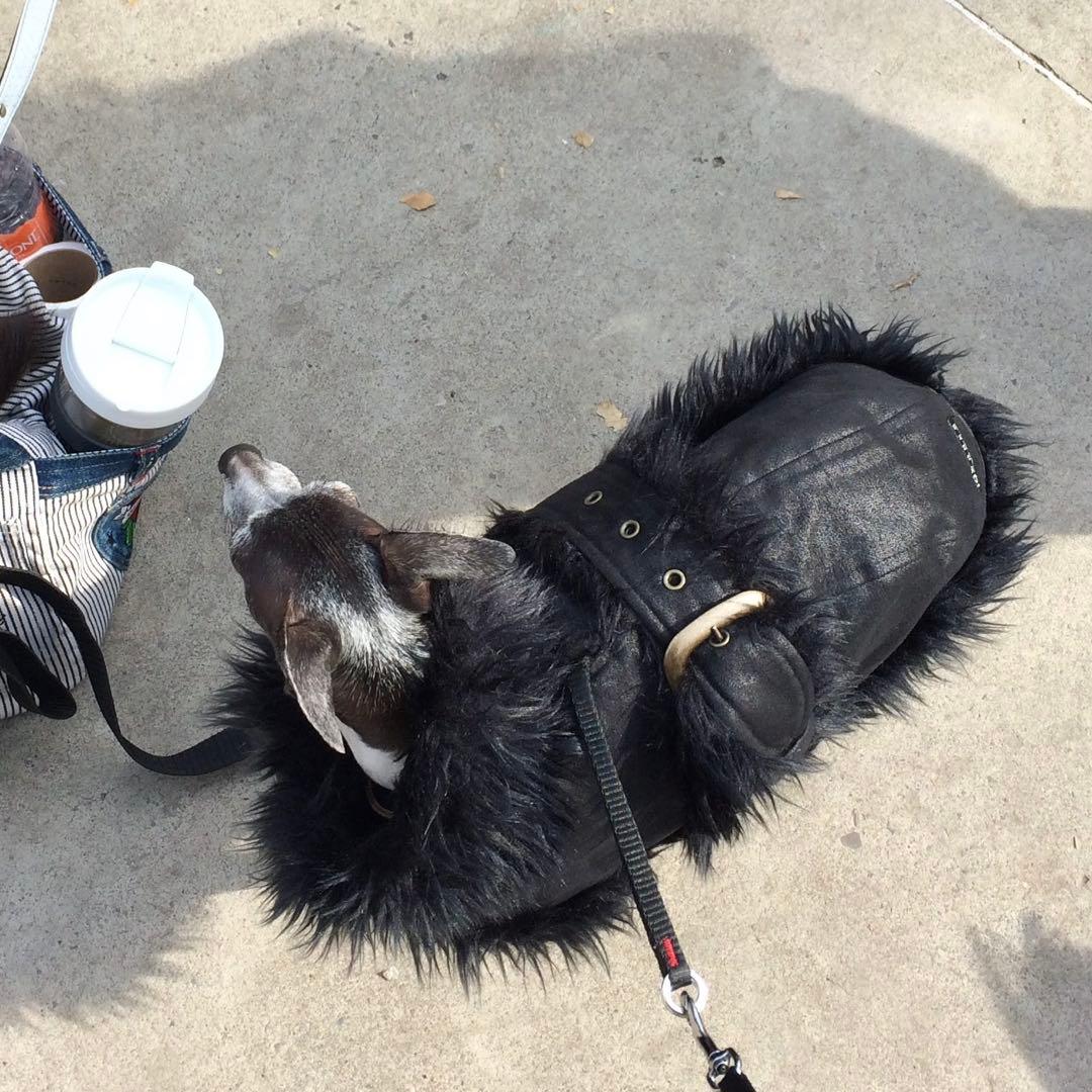 か*ち様 イタグレ用コート ig WORKS ハーネスでも着用可 Sサイズ