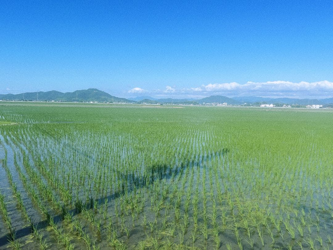 【令和7年度新米】近江米 ミルキークイーン 5kg +にじのきらめき 5kg