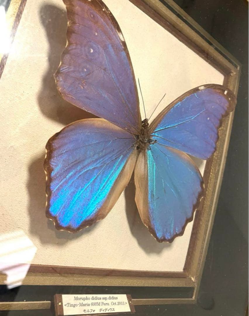 モルフォ蝶　標本　巨大