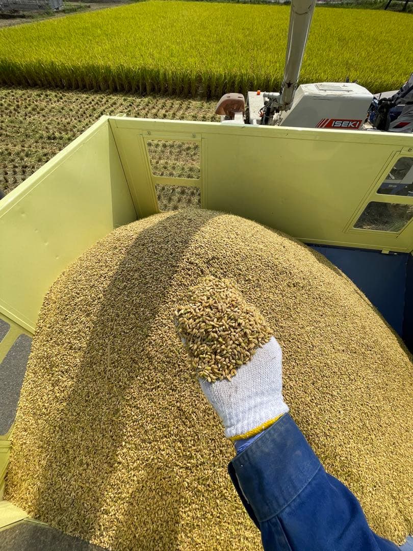 令和7年産　玄米10キロ 彩のきずな　一等米　埼玉県熊谷産　専業農家　白米も可能