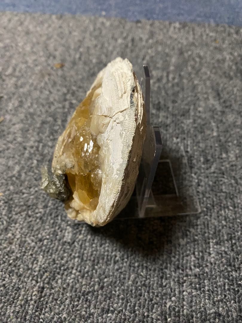 中身が結晶化した貝の化石