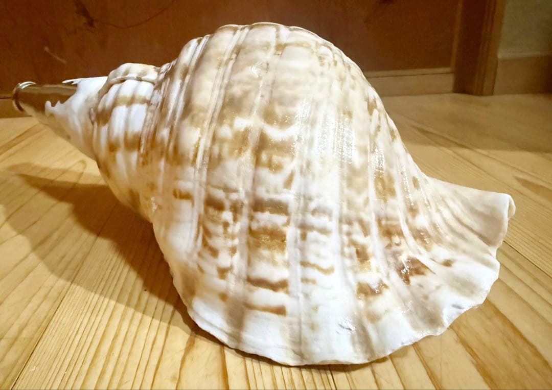 肉厚修験道法螺貝　山伏　密教　熊よけ　魔除け❣️ホラガイ　ほら貝