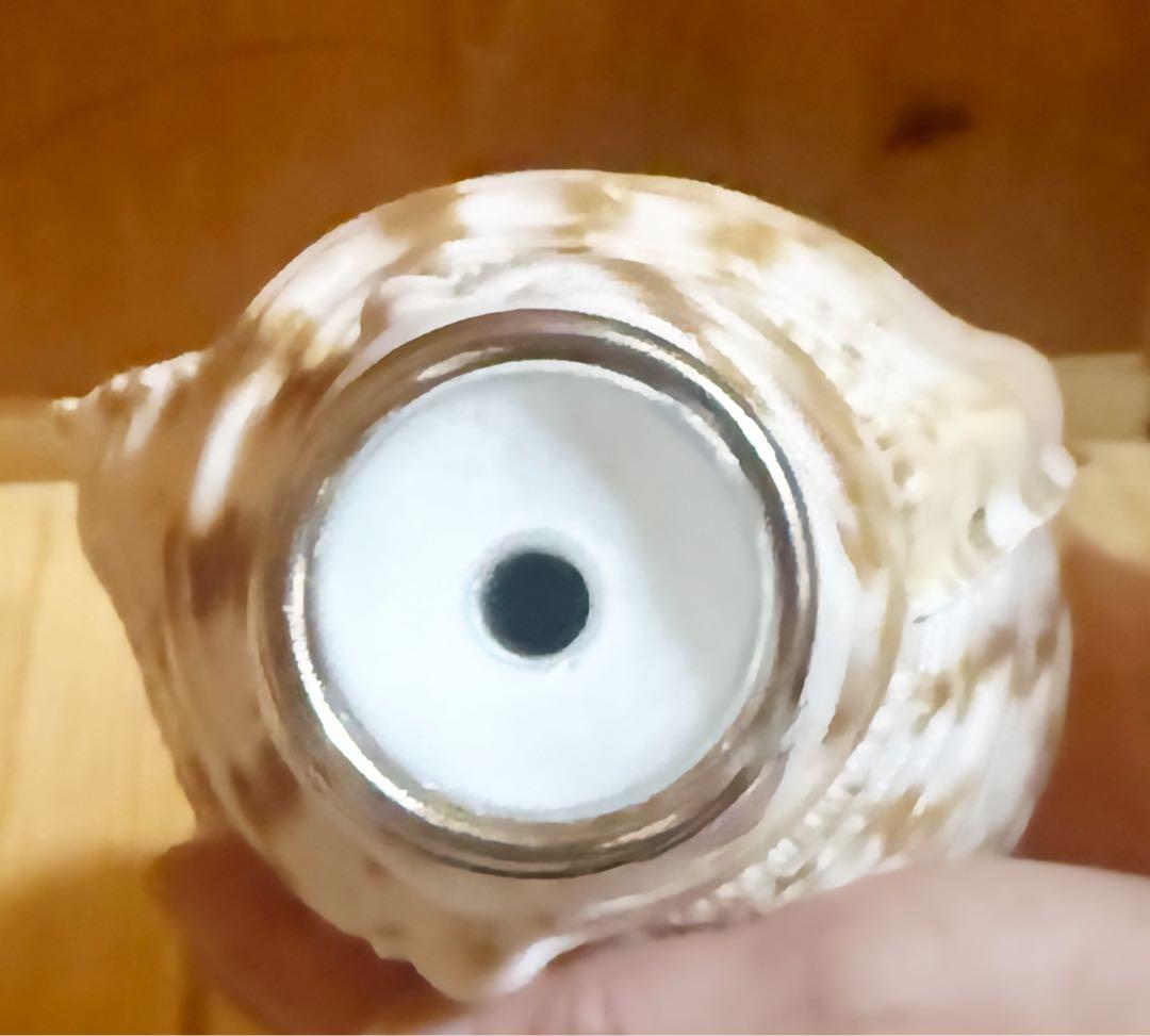 肉厚修験道法螺貝　山伏　密教　熊よけ　魔除け❣️ホラガイ　ほら貝