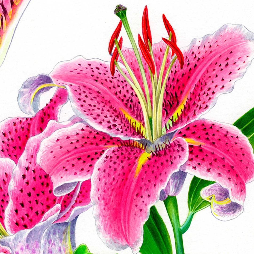 【絵画】ボタニカルアート　「かのこゆり」原画