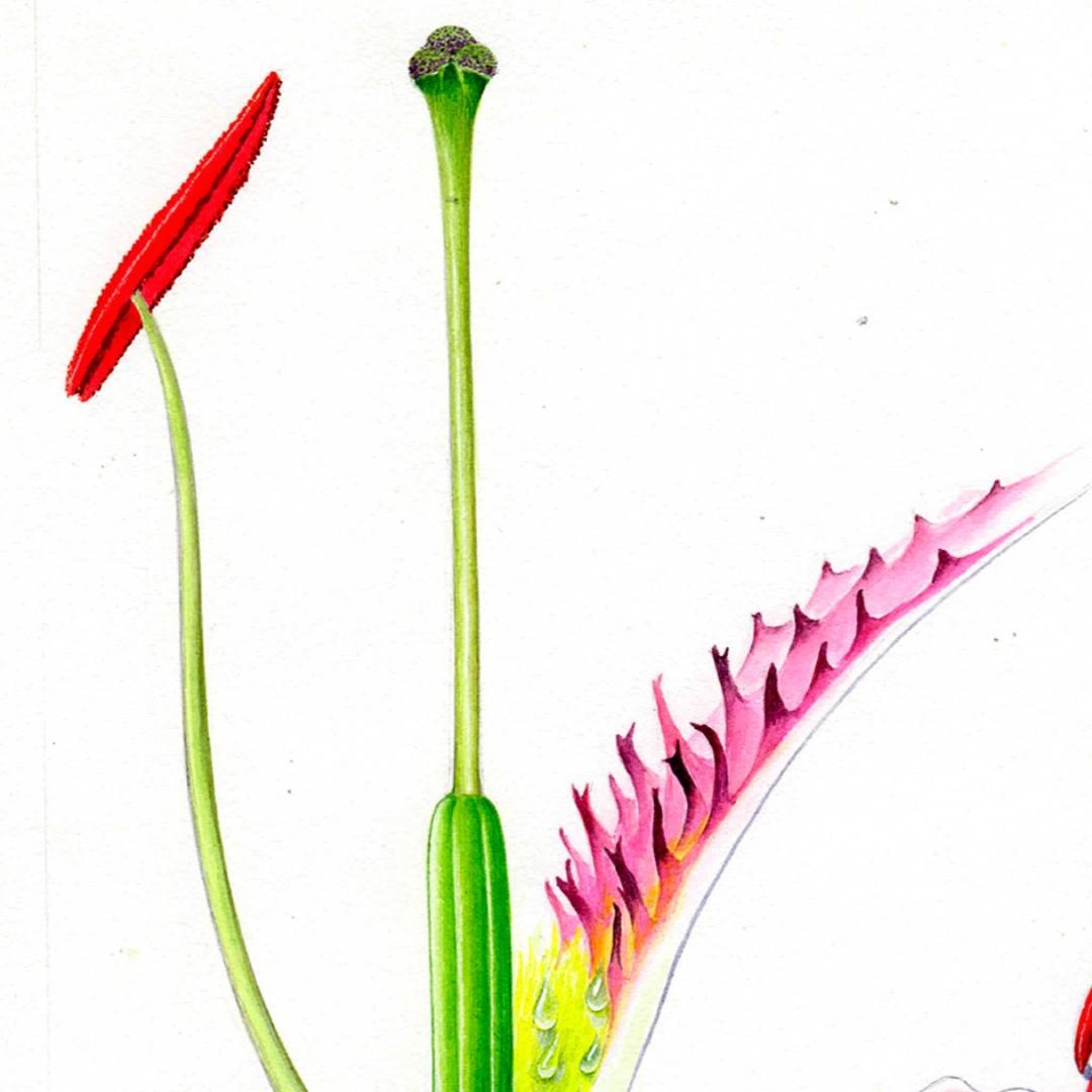 【絵画】ボタニカルアート　「かのこゆり」原画