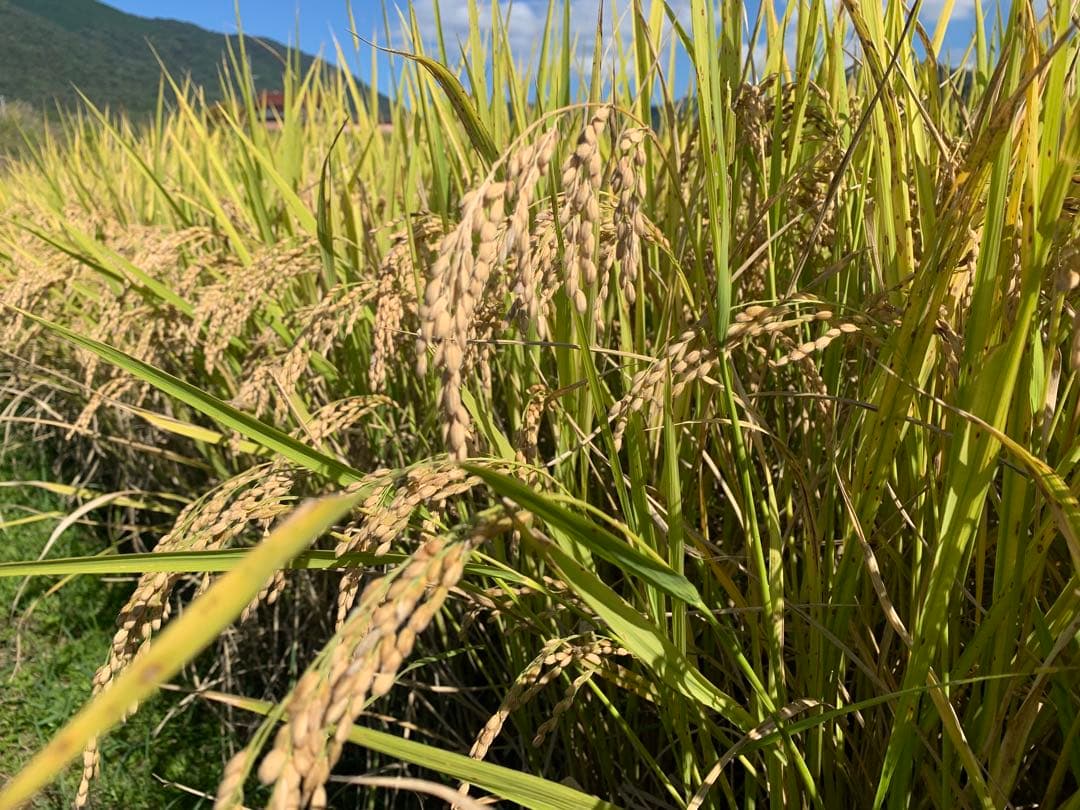 令和7年度産　ヒノヒカリ10kg(玄米)送料込　農家のお米