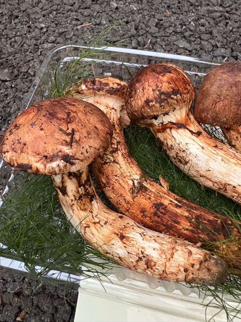 【お値打ち限定1点】岩手雫石町産 天然 蕾松茸 香り良い松茸 4本 239g