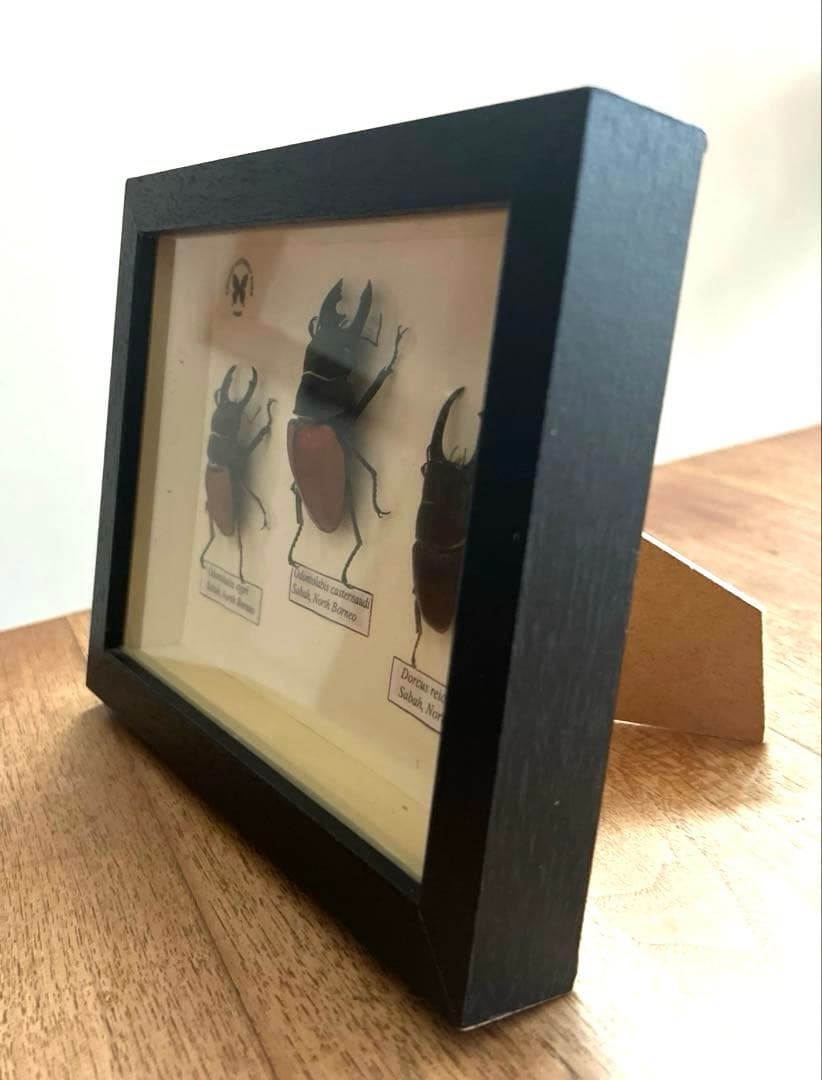 フレーム入り　 ボルネオ島クワガタムシ　標本