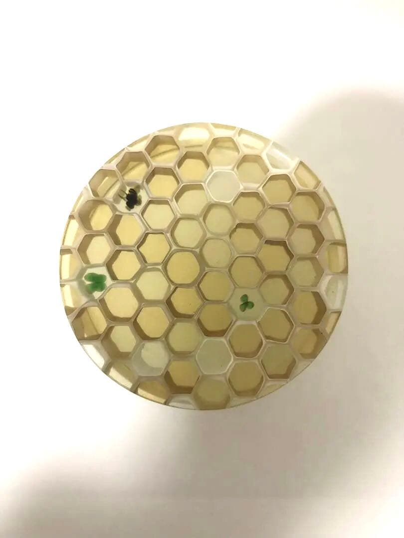 江波冨士子さん BUNBUN 蓋物