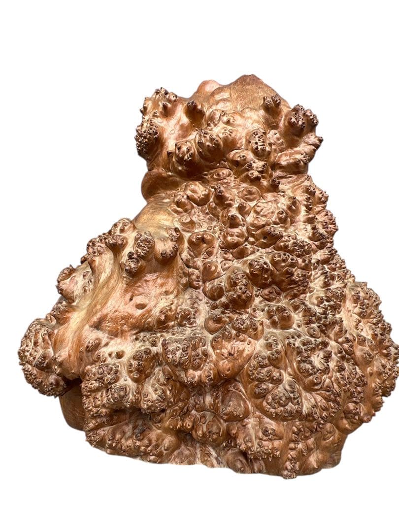 和室 店舗 ディスプレイ 縁起物 巨大 瘤の置物 コブ 自然木 アートオブジェ