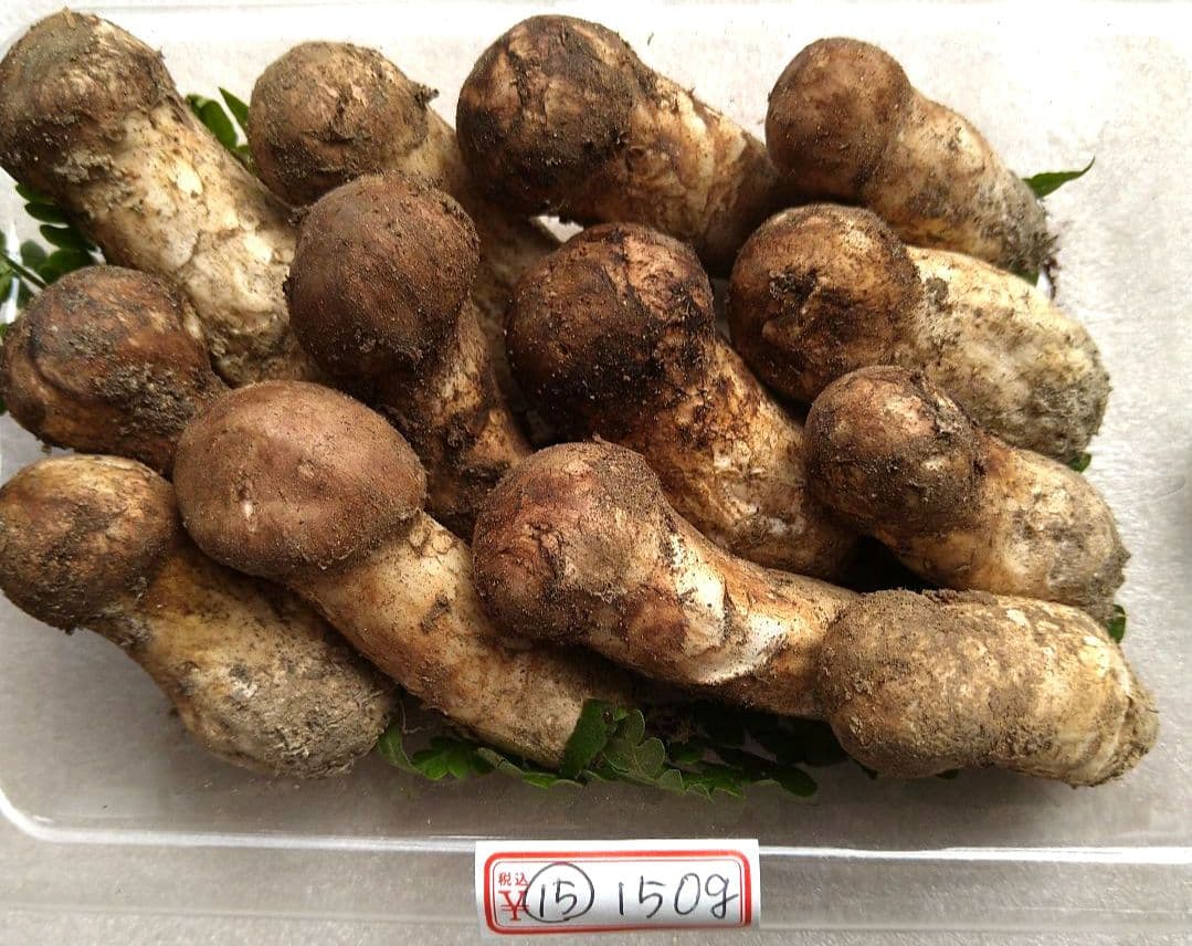 南信州産松茸約150g（パック込み）