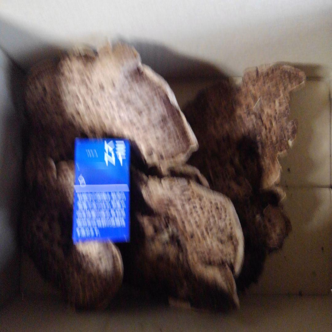 宮城県産コウタケ