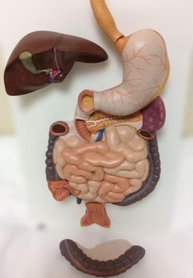 実物大人体模型 消化器系 3分解モデル　3B Smart Anatomy