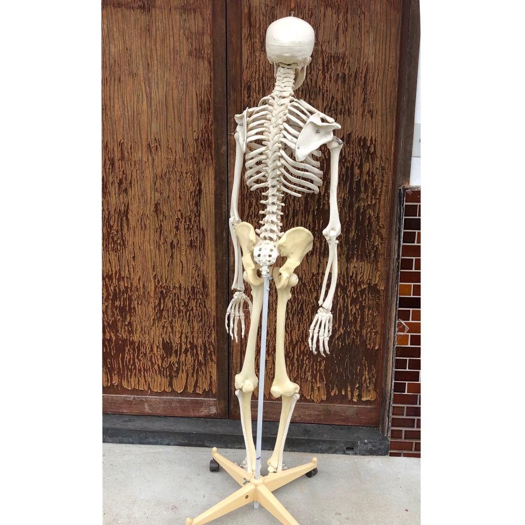 3B 人体模型 等身大 ドイツ 3B Scientific社 全身骨格模型