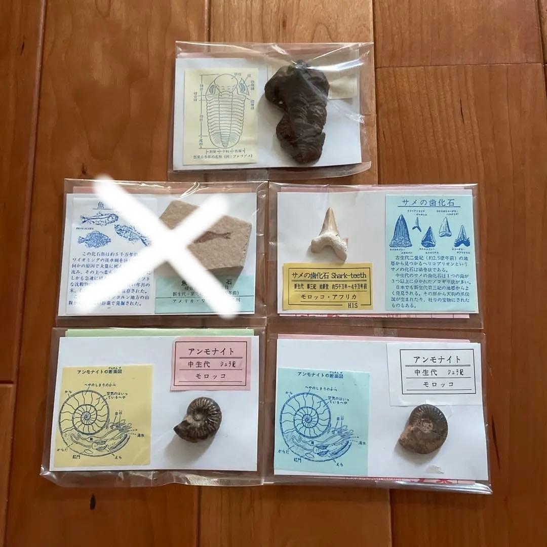 三葉虫　アンモナイト　サメの歯　化石