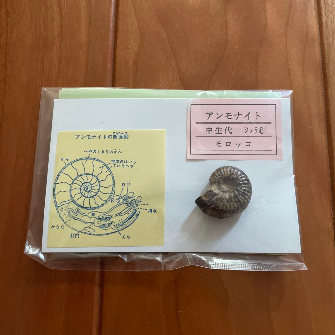 三葉虫　アンモナイト　サメの歯　化石