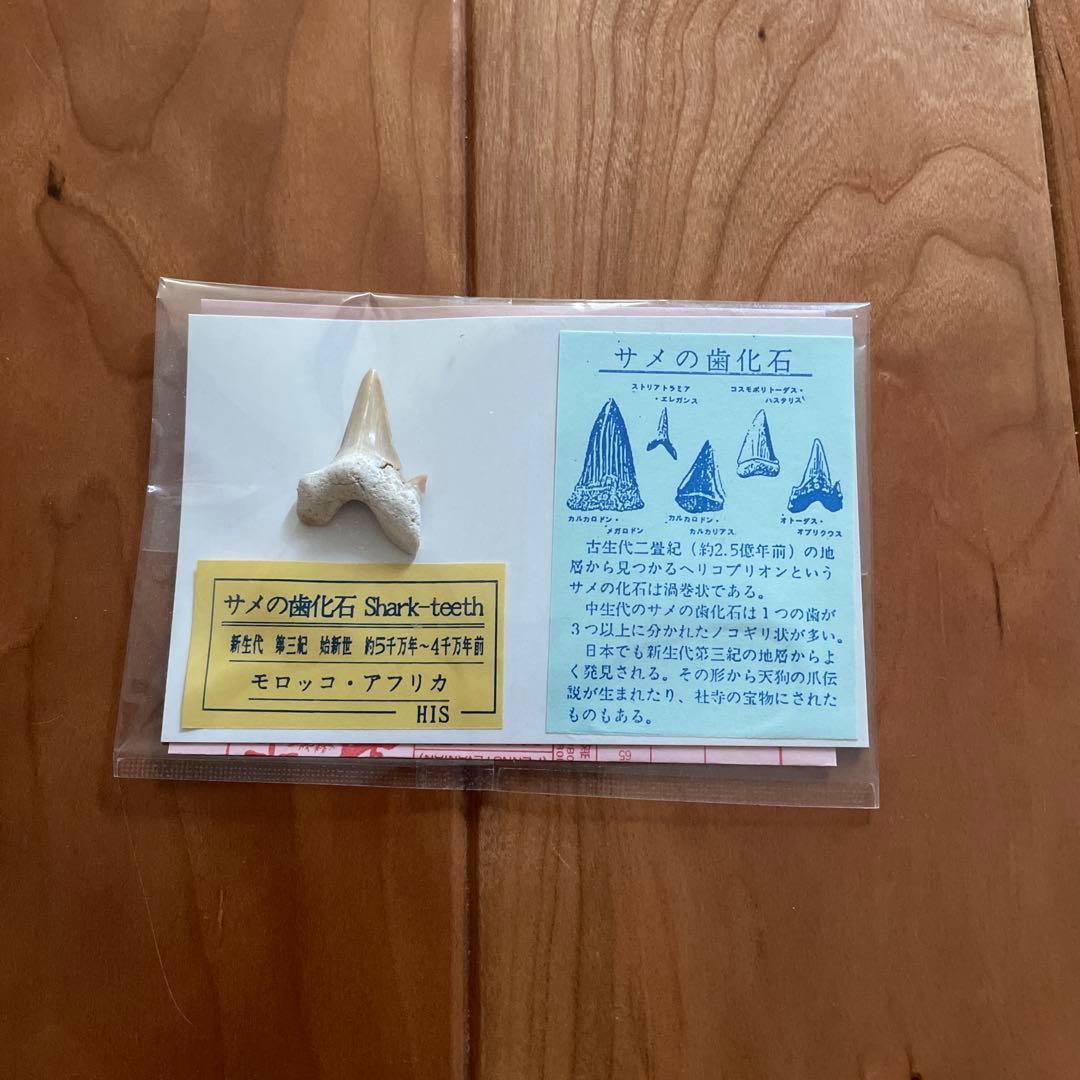 三葉虫　アンモナイト　サメの歯　化石